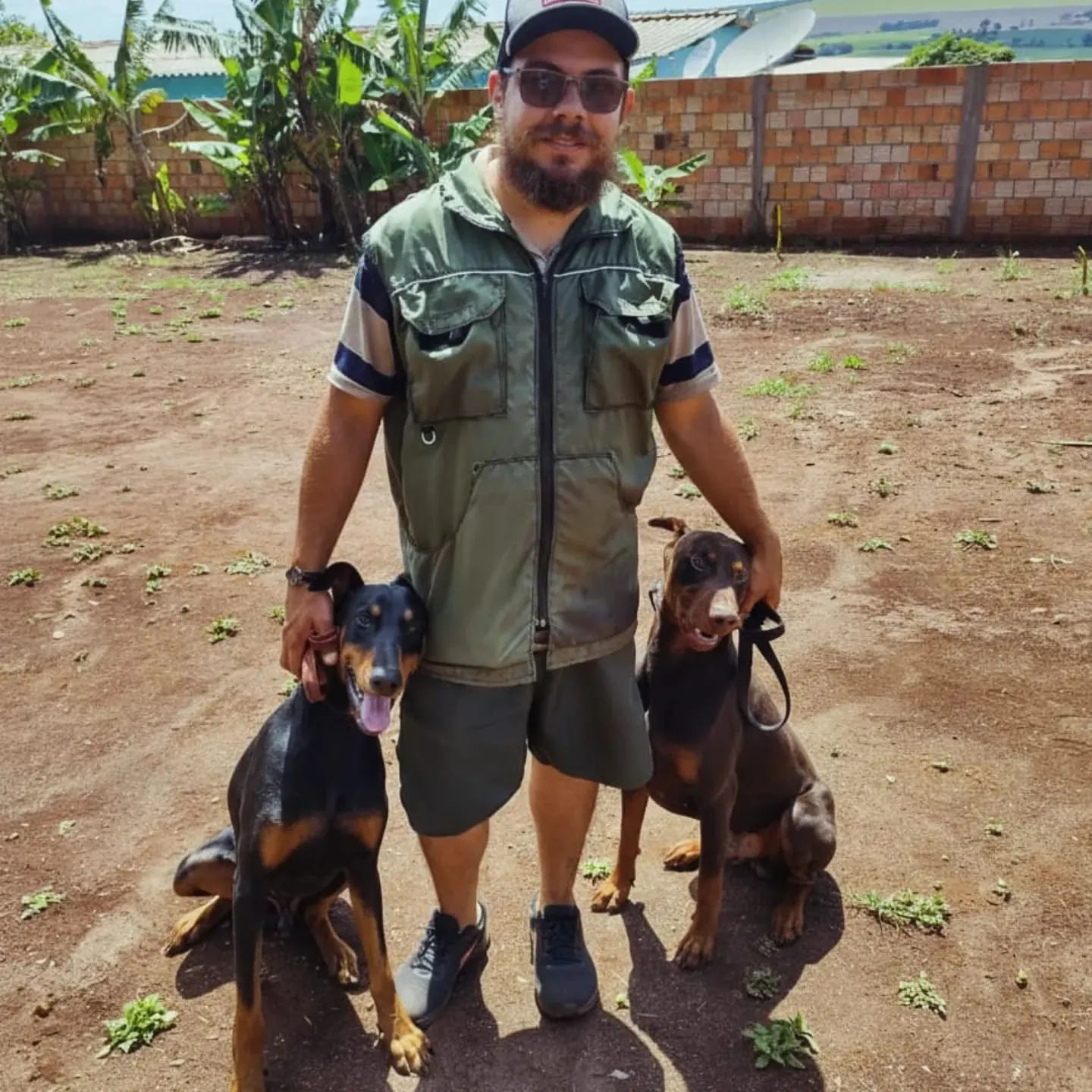 Adestrador ao ar livre com dois cães dobermans
