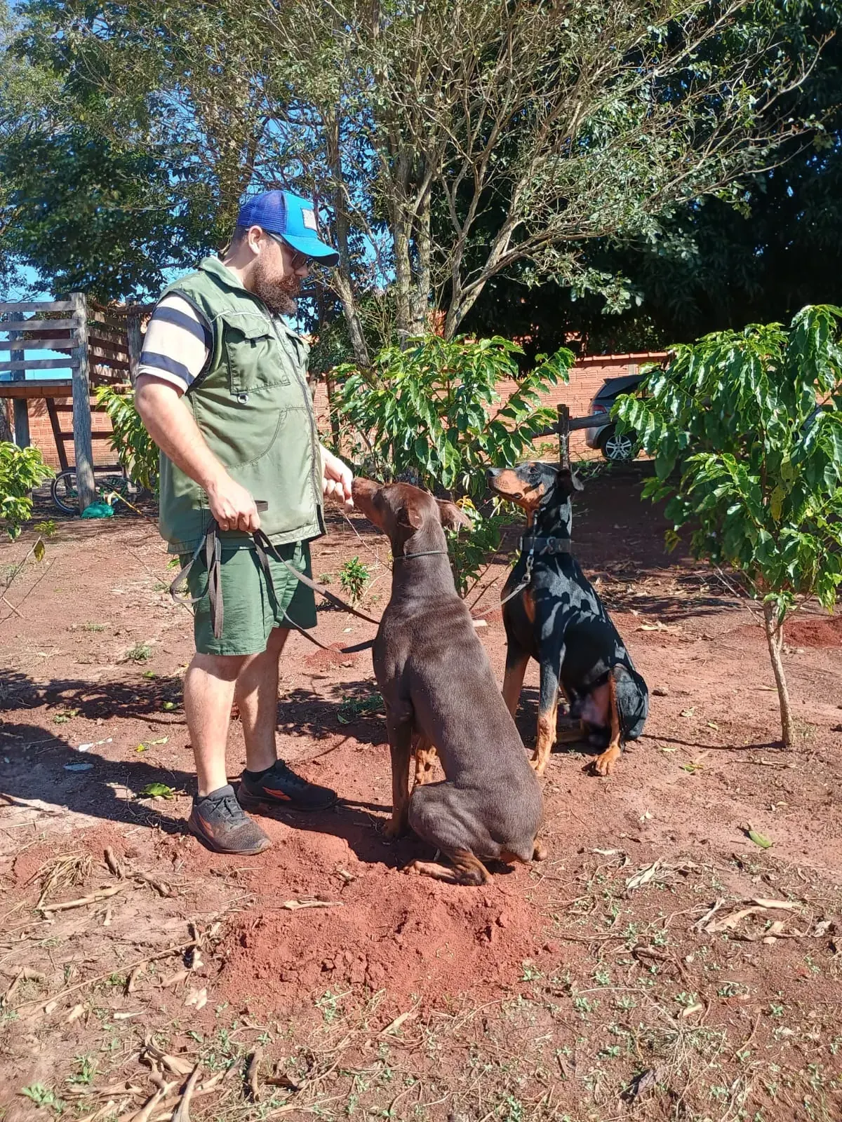Treinador com dois cães em sessão ao ar livre